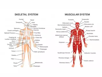 Anatomy
