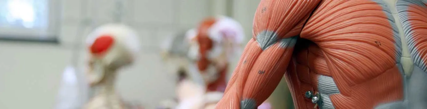 Anatomy Banner